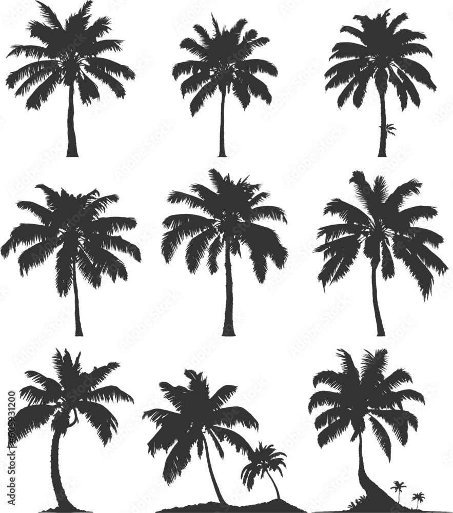 Silhouettes of palm trees, coconut tree in various shapes vector. A tropical tree usually found in coastal areas Silhouettes of palm trees, coconut tree in various shapes vector. A tropical tree usually found in coastal areas