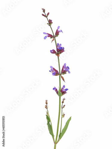 Common sage plant with blue flowers isolated on white, Salvia officinalis