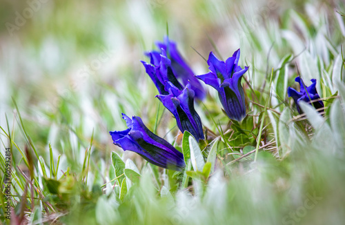 Beautiful vivid blue flower Gentiana clusii blooming in the alps photo