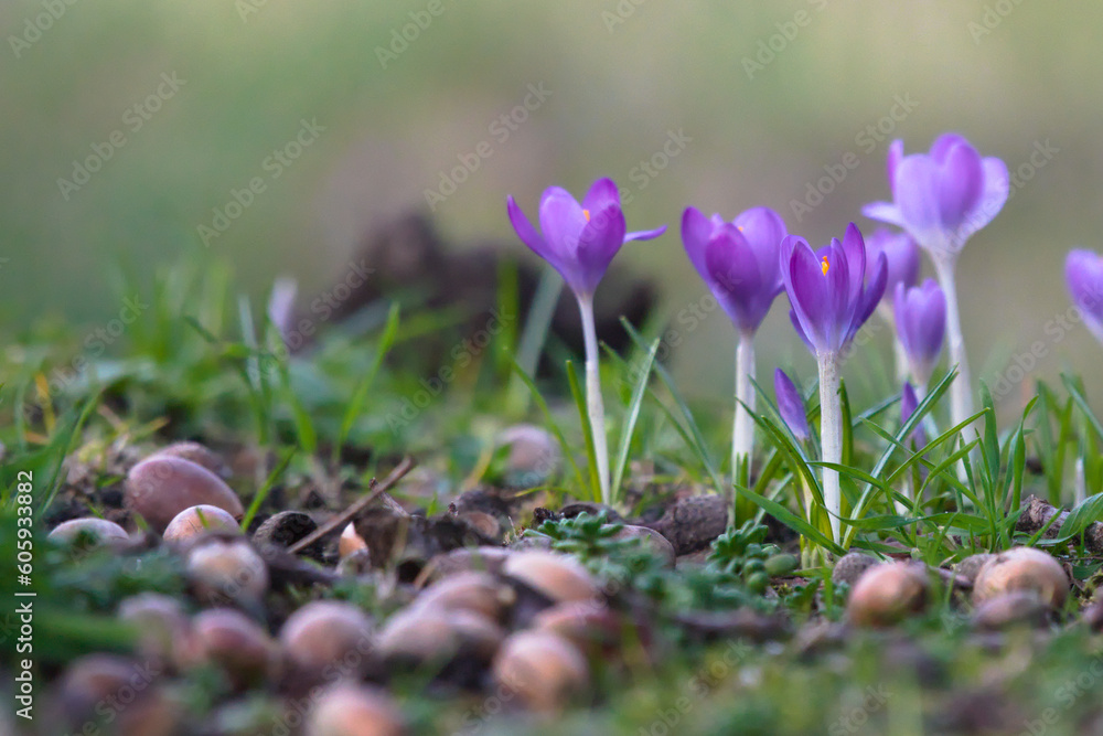Krokusse und Eicheln Krokusse und Eicheln