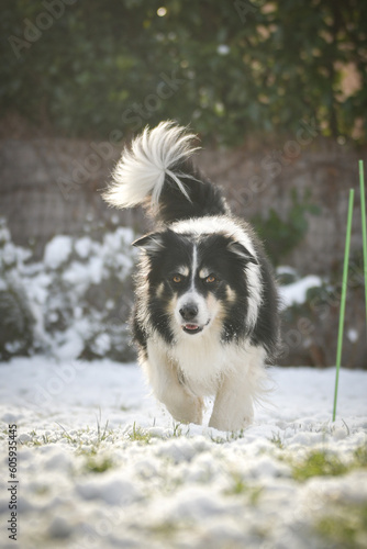 Border collie is running through a garden in the snow. Winter fun in the snow.