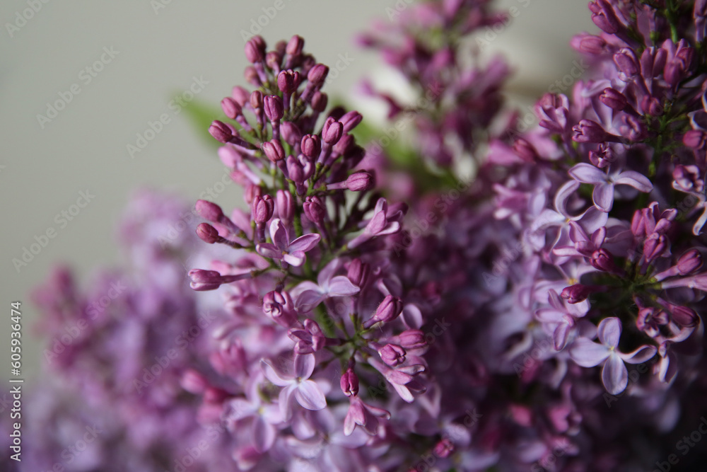 Blurry floral background.A branch of blossoming lilac (syringa) flowers. Lilac background. Lilac closeup. Blurry floral background.A branch of blossoming lilac (syringa) flowers. Lilac background. Lilac closeup.