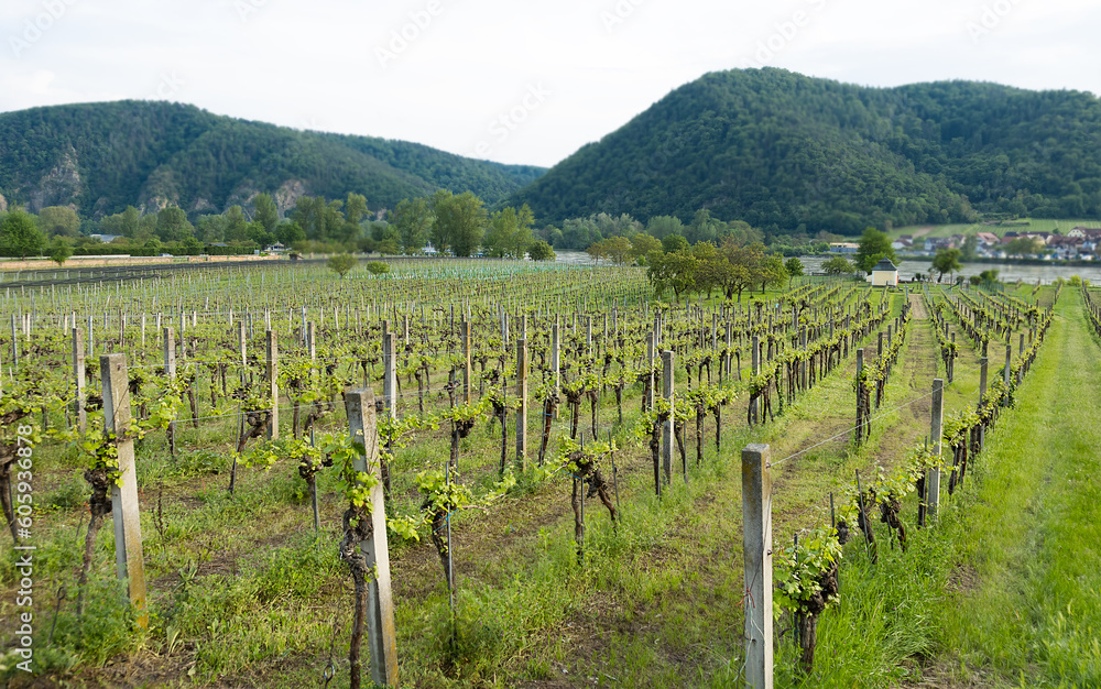 selective focus on a young vineyard in the Danube river valley

