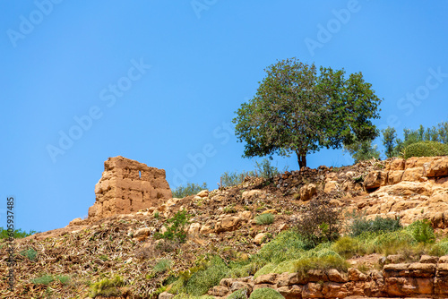 An isolated tree and an ancient wall in the region of Azilal