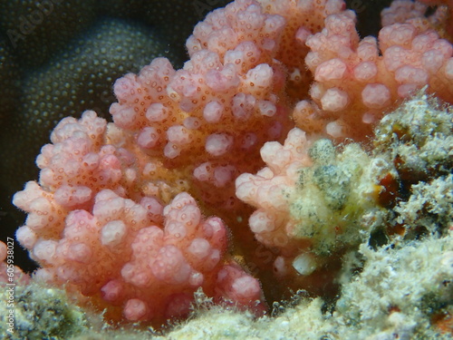 Stony coral rasp coral  or cauliflower coral  knob-horned coral  Pocillopora verrucosa  close-up undersea  Red Sea  Egypt  Sharm El Sheikh  Nabq Bay