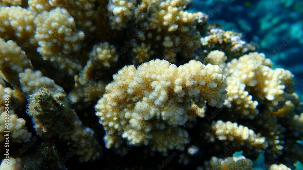 Fototapeta premium Stony coral rasp coral, or cauliflower coral, knob-horned coral (Pocillopora verrucosa) close-up undersea, Red Sea, Egypt, Sharm El Sheikh, Nabq Bay