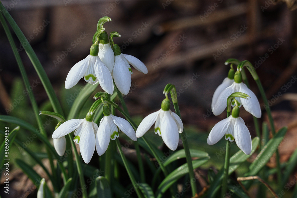 Schneeglöckchen, Blüte, Frühling Schneeglöckchen, Blüte, Frühling