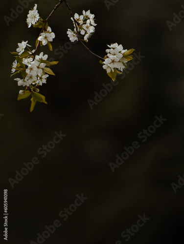 Dark and moody flower background, dark academia aesthetic photo