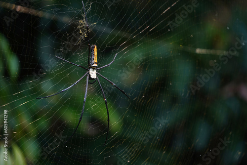 Golden Silk Orb Weaver Spider or Banana Spider or Giant Wood Spider ( Nephila Pilipes) sitting on Cobweb with blurred green jungle background.