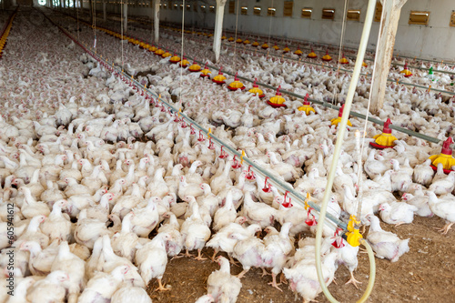 Harvesting chicken for meat in modern farm