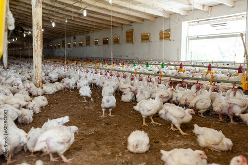 Poultry farm with chicken. Husbandry, housing business for the purpose of farming meat, White chicken Farming feed in indoor housing. Live chicken for meat and egg production inside a storage.