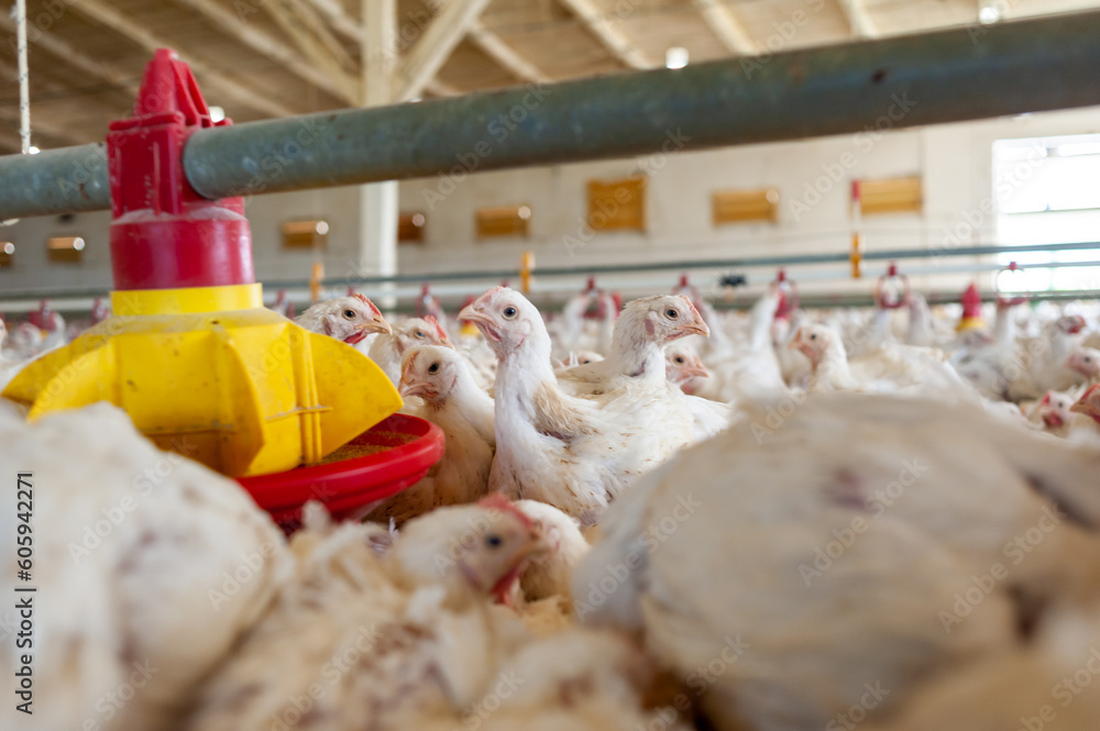 Poultry farm with chicken. Husbandry, housing business for the purpose