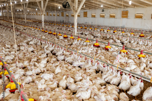 Modern chicken farm. Food industry. Indoors chicken farm, chicken feeding.Growing