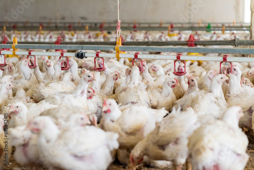 Photography Poultry farm with chicken