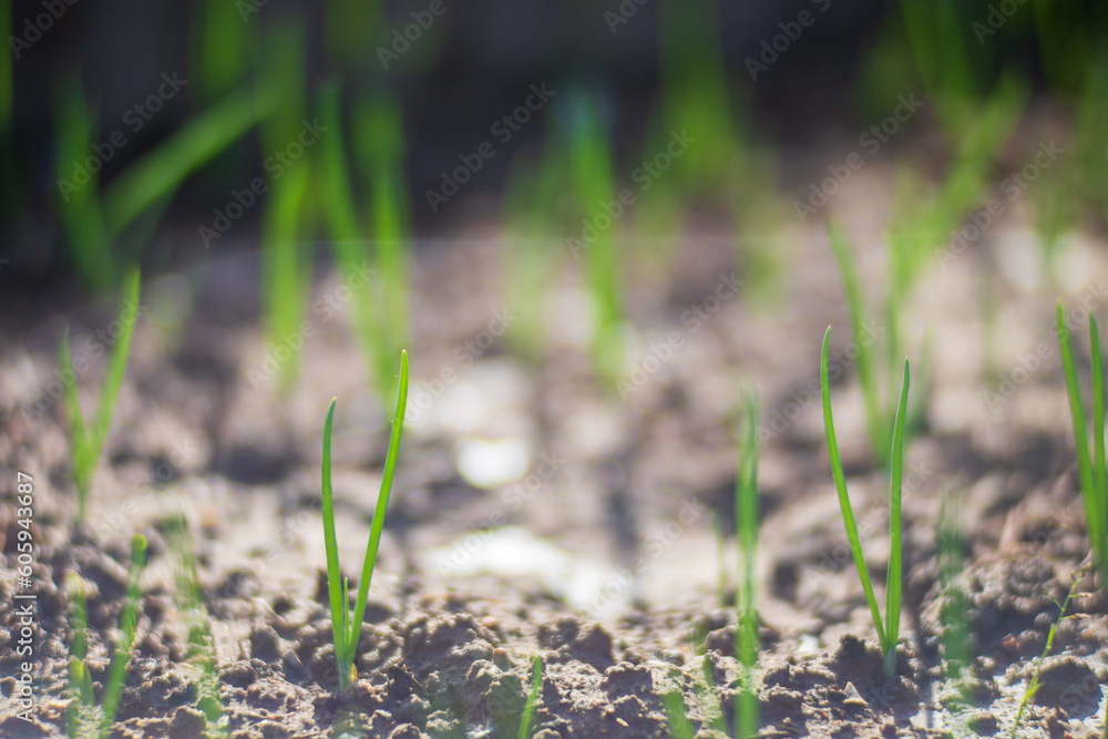 Onion crops planted in soil get ripe under sun. Cultivated land close up with sprout. Agriculture plant growing in bed row. Green natural food crop Onion crops planted in soil get ripe under sun. Cultivated land close up with sprout. Agriculture plant growing in bed row. Green natural food crop