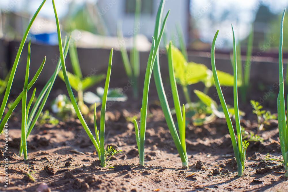 Onion crops planted in soil get ripe under sun. Cultivated land close up with sprout. Agriculture plant growing in bed row. Green natural food crop Onion crops planted in soil get ripe under sun. Cultivated land close up with sprout. Agriculture plant growing in bed row. Green natural food crop