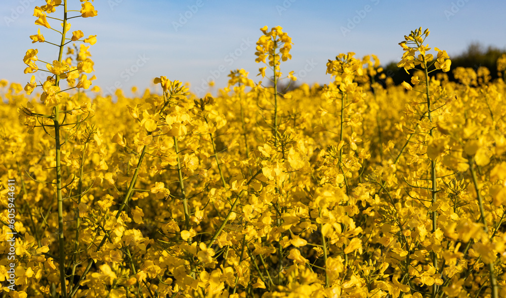 Canola blossoms. Oilseed rape filed during spring. Close-up yellow canola flowers on the field. Blue sky, day light, beatiful landscape, agriculture. Canola blossoms. Oilseed rape filed during spring. Close-up yellow canola flowers on the field. Blue sky, day light, beatiful landscape, agriculture.