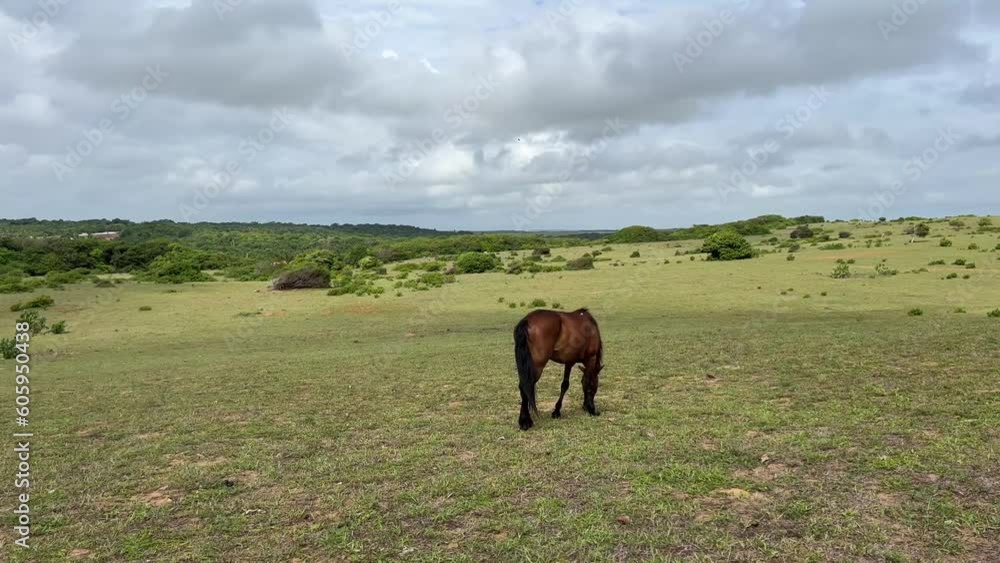 Wide shot of a beautiful brown horse grazing in a large green field on a overcast summer morning in Tibau do Sul, Brazil in the state of Rio Grande do Norte Wide shot of a beautiful brown horse grazing in a large green field on a overcast summer morning in Tibau do Sul, Brazil in the state of Rio Grande do Norte