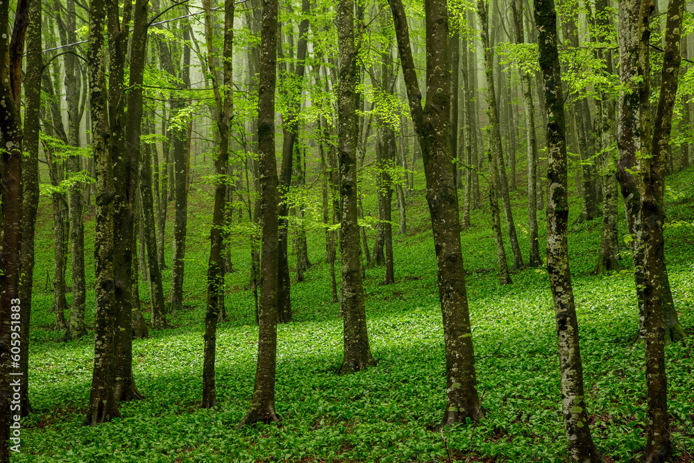 Spring green forest in the fog Spring green forest in the fog