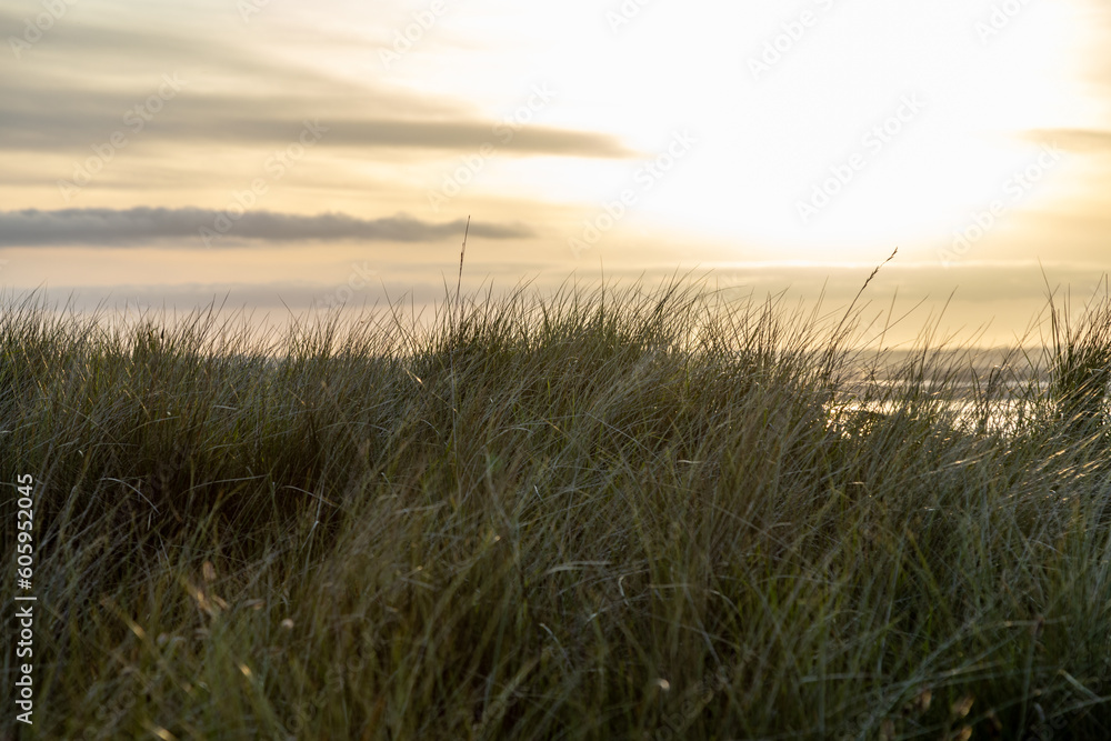 Fototapeta premium Breathtaking Golden Sunset over Beach with Helmgrass