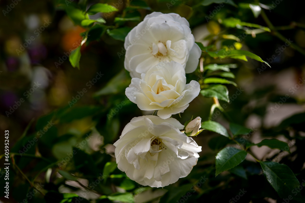 White rose flowers in the garden White rose flowers in the garden