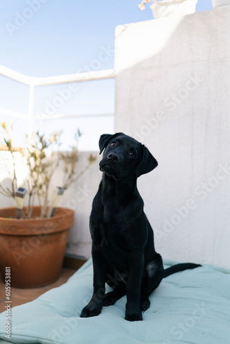 Dog on the terrace