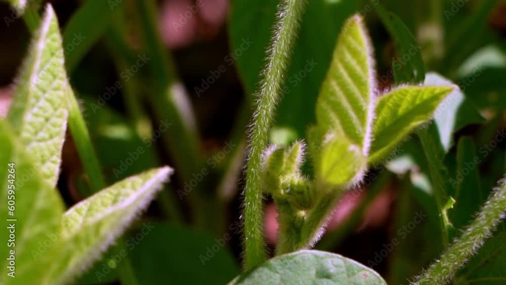 Soybean Bloom At Sunset Close Up. Agricultural Soy Plantation Background. Soybean Bloom At Sunset Close Up. Agricultural Soy Plantation Background.