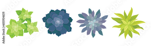 Succulent Plant with Thickened Fleshy Leaves Above View Vector Set