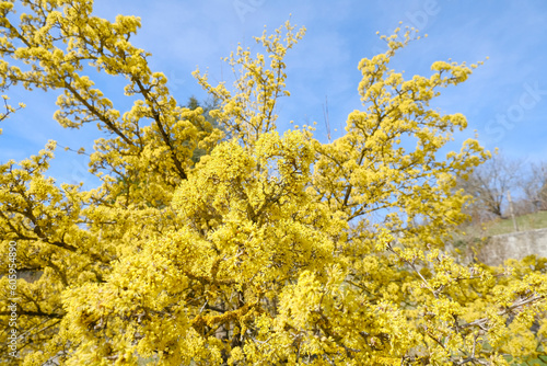 yellow tree Ciliegia cornelian, cornel, dogwood, Cornus mas, Cornus officinalis closeup across blue sky. Spring natural background photo