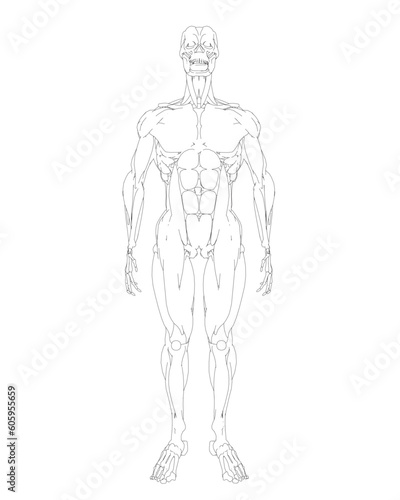 Human body anatomy male man contour , muscular system of muscles . Flat medical scheme poster of training healthcare gym outline, vector illustration. Male body muscular system sketch drawing..