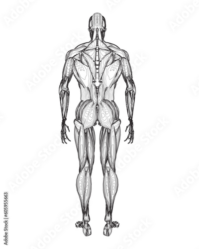 Human body anatomy male man contour , muscular system of muscles . Flat medical scheme poster of training healthcare gym outline, vector illustration. Male body muscular system sketch drawing..