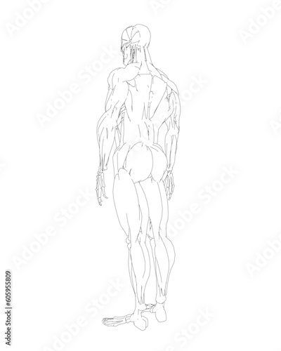 Fototapeta Naklejka Na Ścianę i Meble -  Human body anatomy male man contour , muscular system of muscles . Flat medical scheme poster of training healthcare gym outline, vector illustration. Male body muscular system sketch drawing..