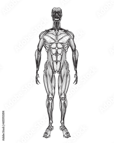 Human body anatomy male man contour , muscular system of muscles . Flat medical scheme poster of training healthcare gym outline, vector illustration. Male body muscular system sketch drawing..