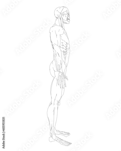 Human body anatomy male man contour   muscular system of muscles . Flat medical scheme poster of training healthcare gym outline  vector illustration. Male body muscular system sketch drawing..