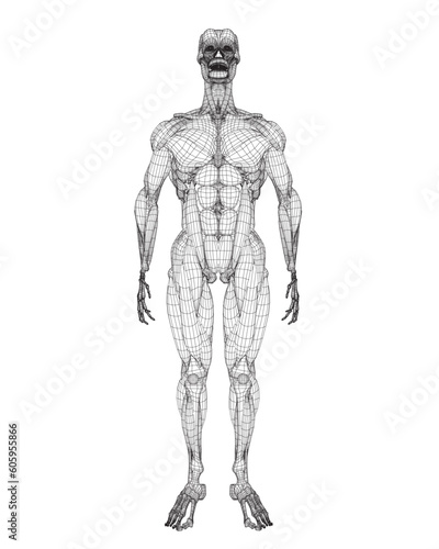 Human body anatomy male man wireframe , muscular system of muscles . Flat medical scheme poster of training healthcare gym wireframe, vector illustration. Male body muscular system sketch drawing. 3D.