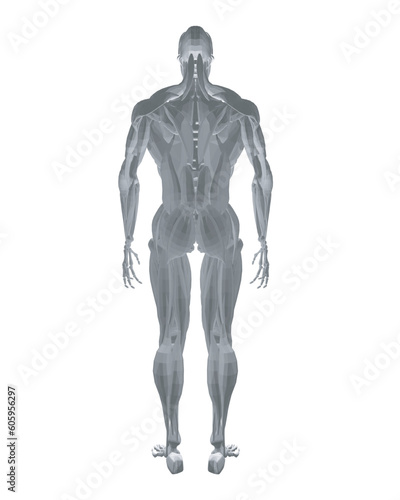 Human anatomy. Male body muscular system model. Anatomy of male muscular system - posterior and anterior view - full body. Polygonal body of man. 3D. Vector illustration. © German Ovchinnikov