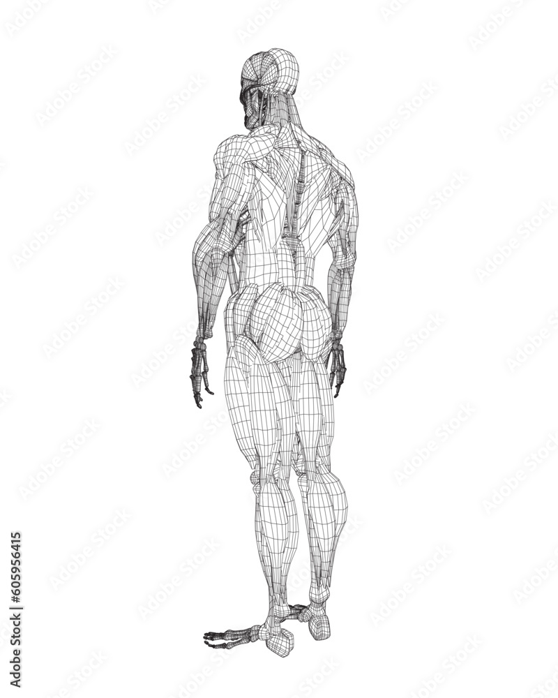 Human body anatomy male man wireframe , muscular system of muscles . Flat medical scheme poster of training healthcare gym wireframe, vector illustration. Male body muscular system sketch drawing. 3D.