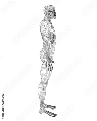 Human body anatomy male man wireframe , muscular system of muscles . Flat medical scheme poster of training healthcare gym wireframe, vector illustration. Male body muscular system sketch drawing. 3D. © German Ovchinnikov
