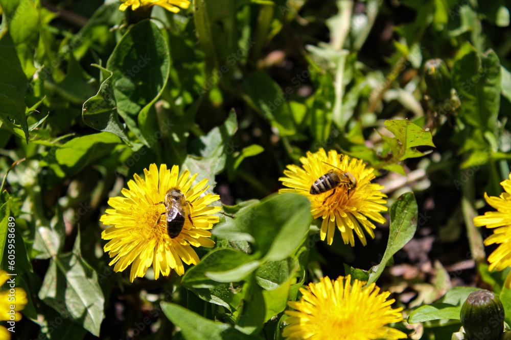 Honey bee on yellow dandelion flower in spring garden. Hardworking bees pollinate dandelion blossoms with pollen. Summer green lawn Honey bee on yellow dandelion flower in spring garden. Hardworking bees pollinate dandelion blossoms with pollen. Summer green lawn