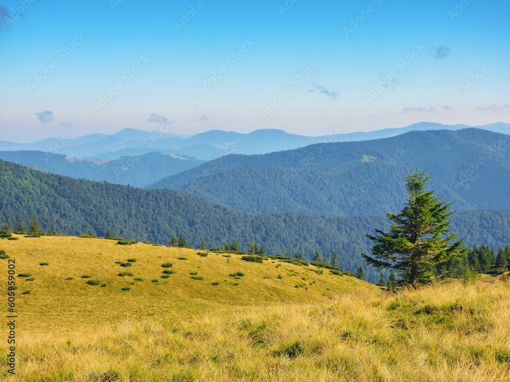 countryside mountain landscape. mountains of chornohora ridge. sunny morning in summer