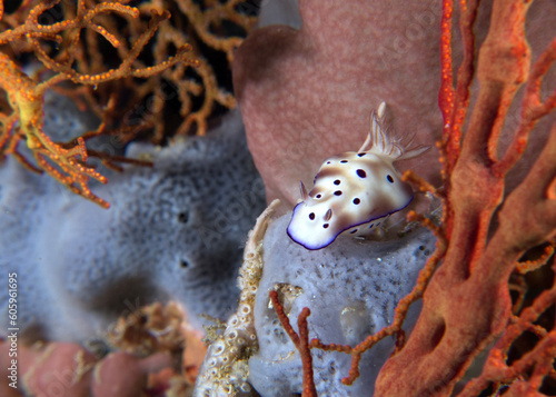 A Hypselodoris tryoni nudibranch on soft corals Boracay Island Philippines photo