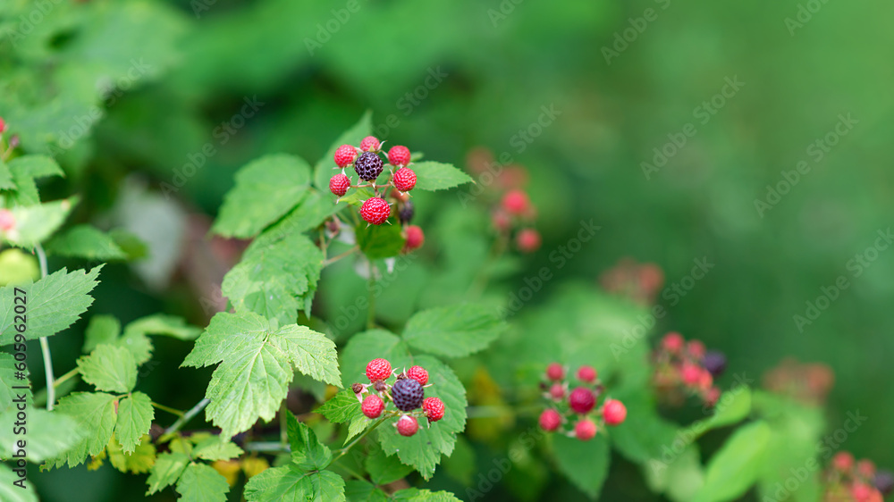 Branch of ripe blackberries in the garden on a green background. Early maturing variety Branch of ripe blackberries in the garden on a green background. Early maturing variety