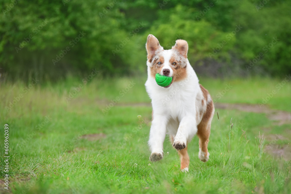 Red merle Australian Shepherd dog runs forward with a toy on the green grass in spring and looks at the camera Red merle Australian Shepherd dog runs forward with a toy on the green grass in spring and looks at the camera