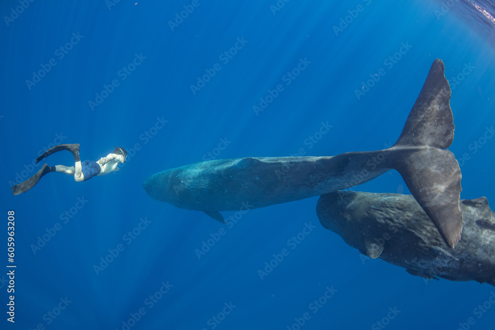 Naklejka premium Sperm whale