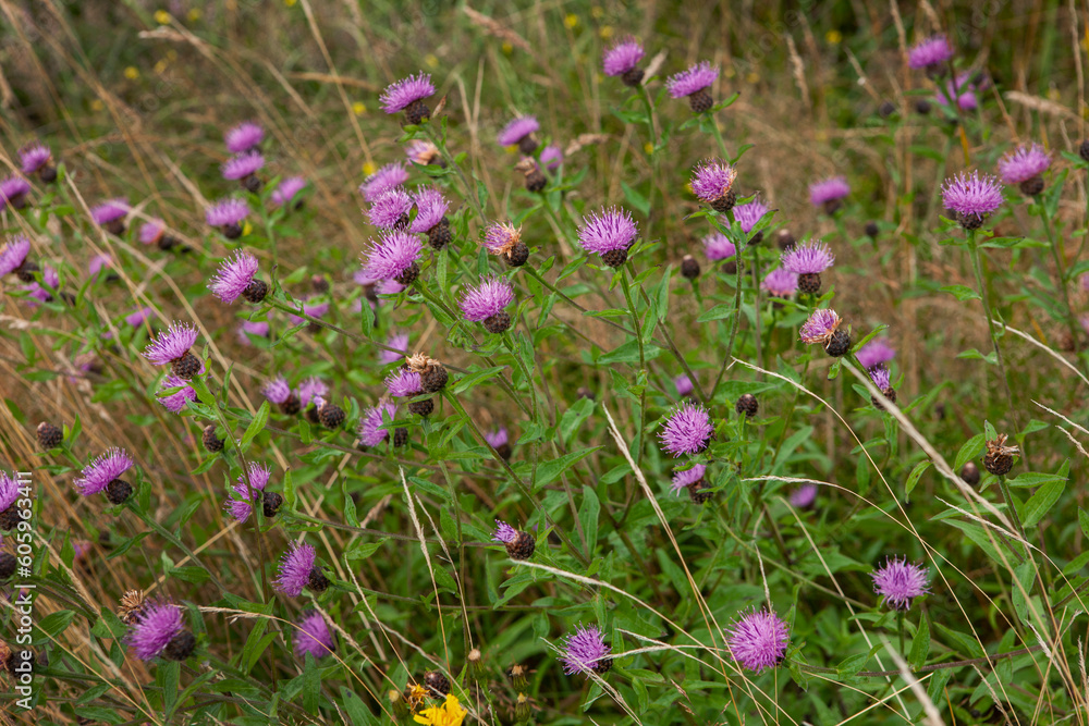 Flowering thizzle. Heather and peat fields. Connamara Westcoast Ireland. Flowering thizzle. Heather and peat fields. Connamara Westcoast Ireland.
