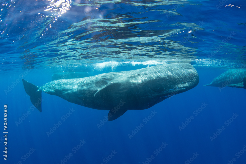 Naklejka premium Sperm whale
