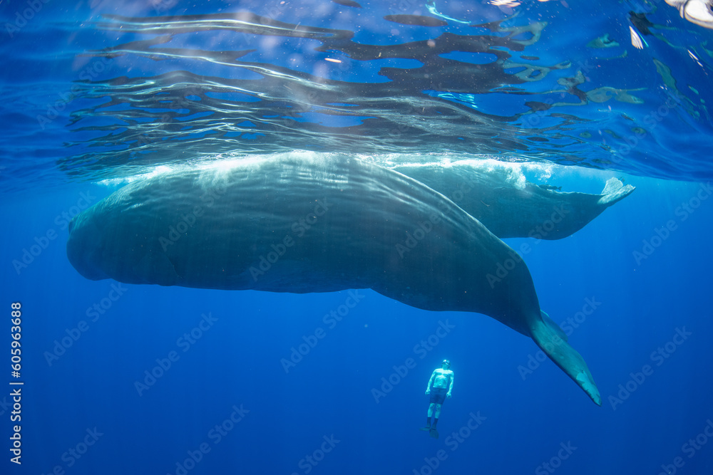 Fototapeta premium Sperm whale