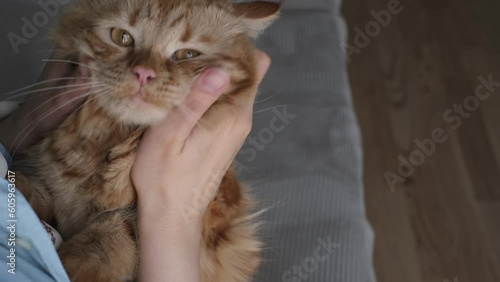 Affectionate Bonding Time: Red-haired Cat Enjoying Owner's Pampering. importance of pet and owner bonding time. emotional connection and tranquility that can come from these simple, loving moments.