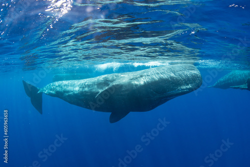Sperm whale © Stanislav