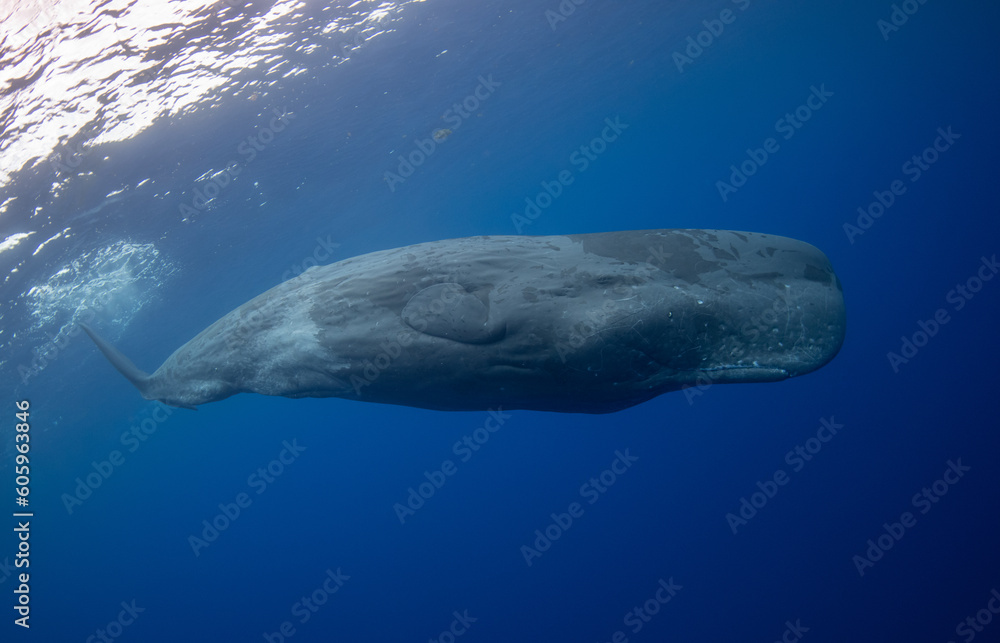Fototapeta premium Sperm whale